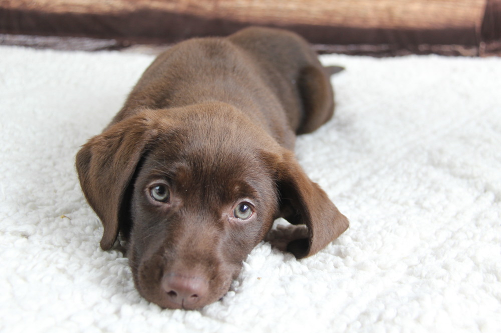 female pup