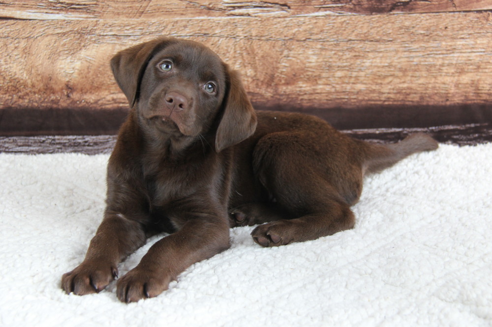 chocolade labrador puppy for sale