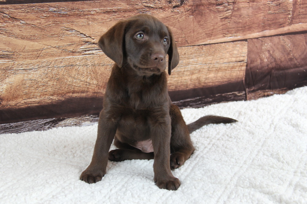 choco female lab puppy