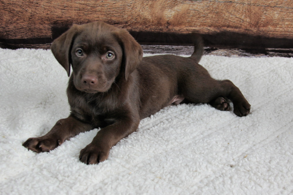 chocolate lab puppy for adoption