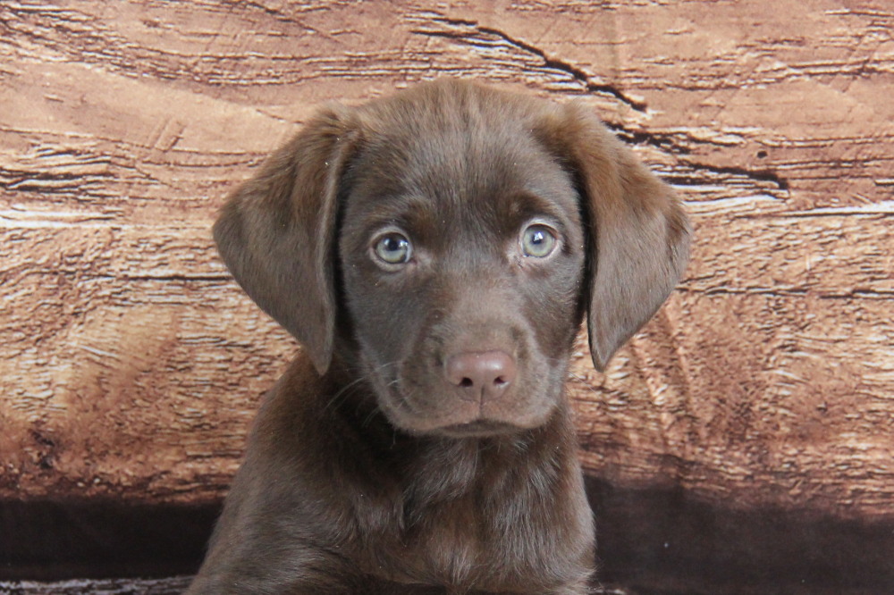 chocolate labrador puppy