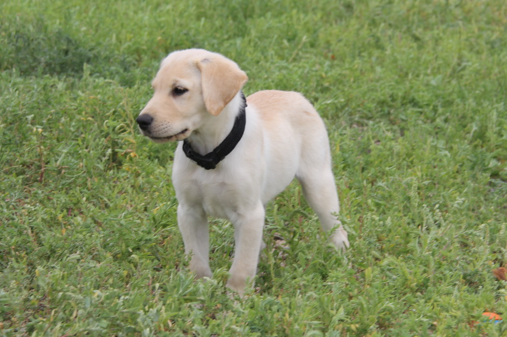 female lab puppy with toy