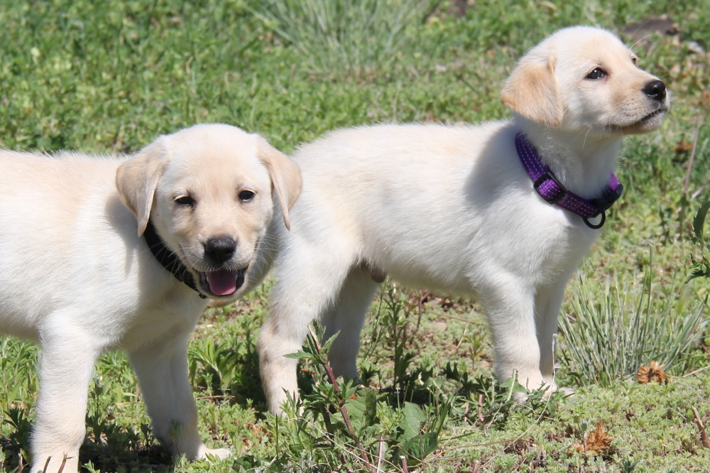 yellow lab for sale