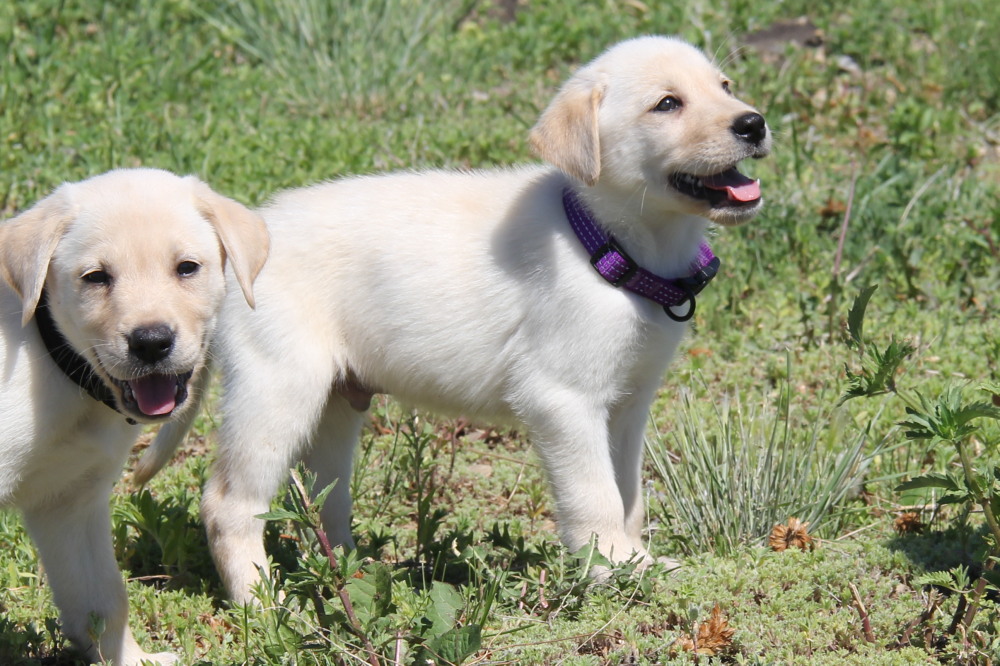 yellow lab for sale ontario