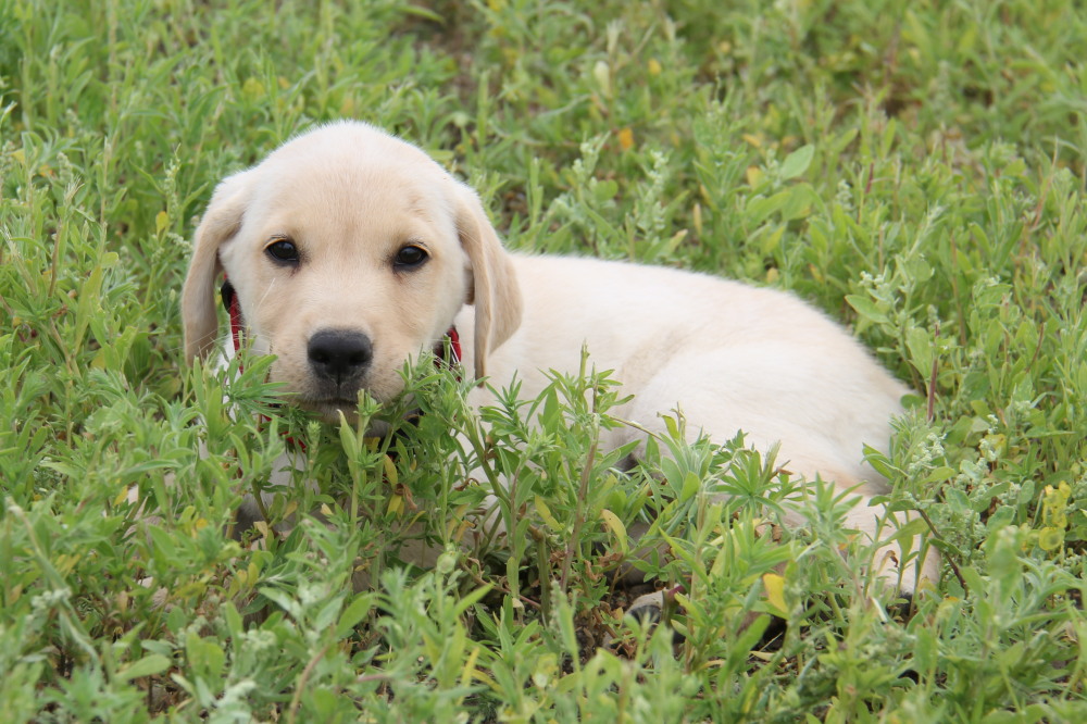 yellow lab for sale near me