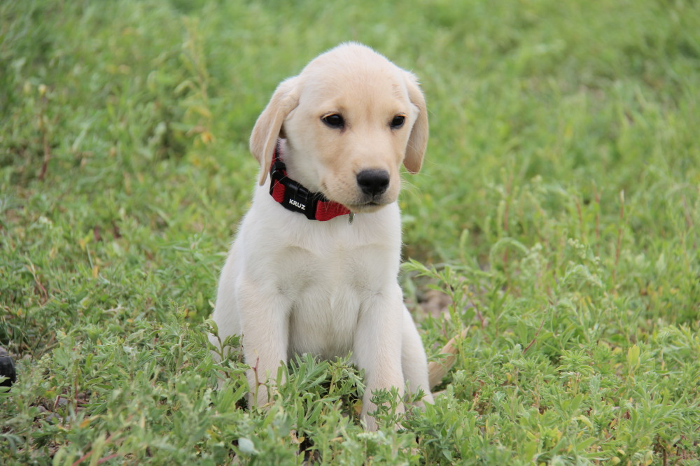 english yellow lab for sale