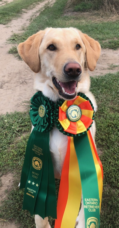 Udonstars Bruce Wayne lives in Ontario, he is a yellow male labrador retreiver