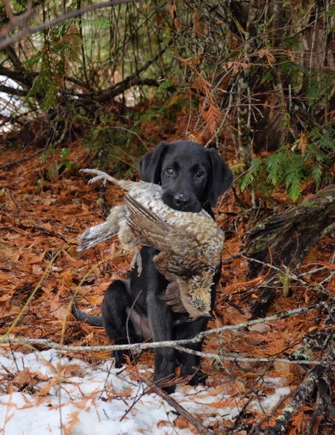 Waylon, lab with ruffet grouse