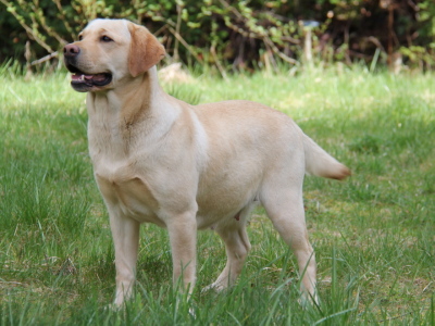 Rita, female yellow labrador retreiver